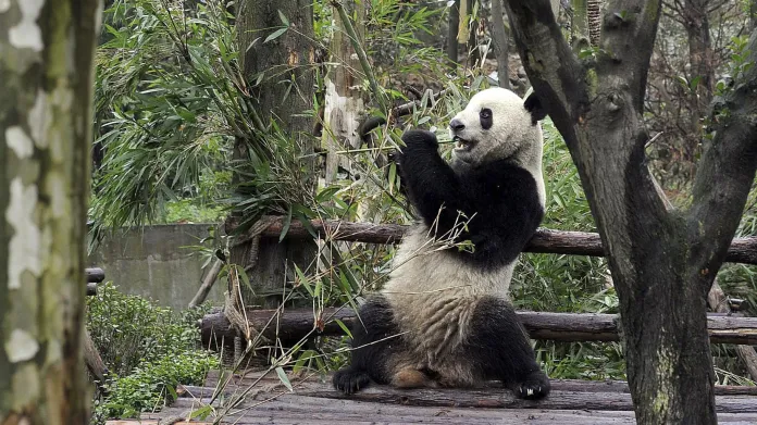 Panda v pandí rezervaci