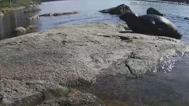 Tuleň kroužkovaný na záběru z webkamery