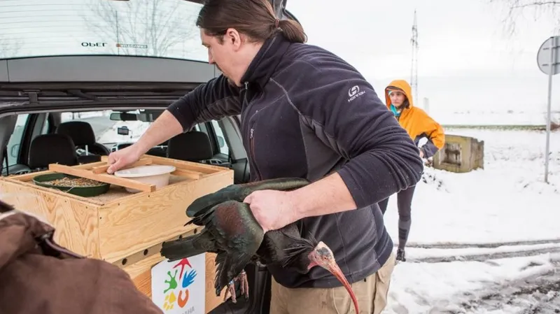 Ibis odchycený u Brandýsa