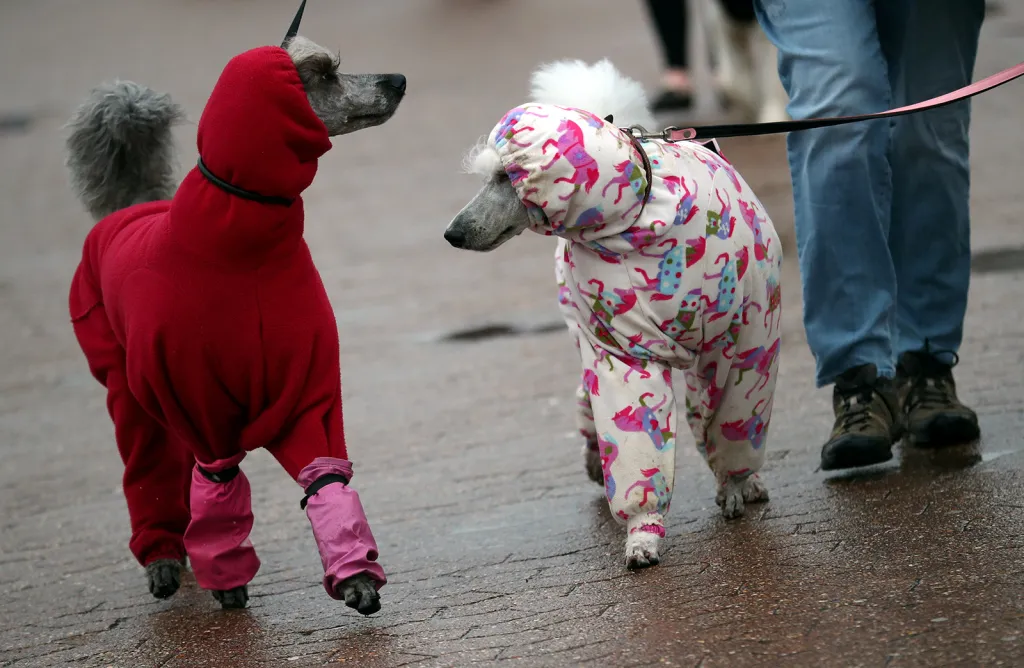 Pudli v ochranných oděvech přicházejí na finále psí soutěže Crufts Dog Show v Birminghamu