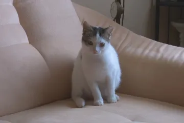 Případů týrání zvířat loni přibylo, problematické chovy lidé více nahlašují