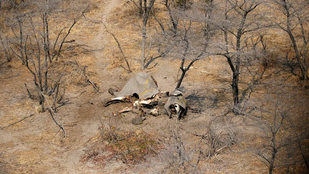 87 zmrzačených těl slonů zabitých v posledních několika měsících pytláky nalezli ochránci zvířat v Botswaně.
