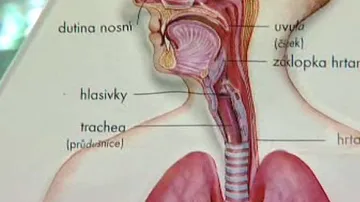 Dýchací systém člověka