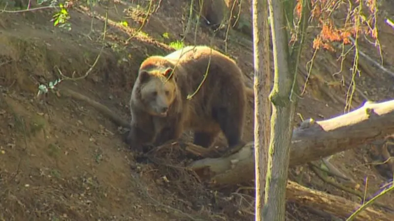 Medvěd v táborské zoo