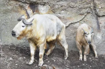 Trochu zubr, trochu medvěd. Plzeňská zoo představila pár takinů čínských