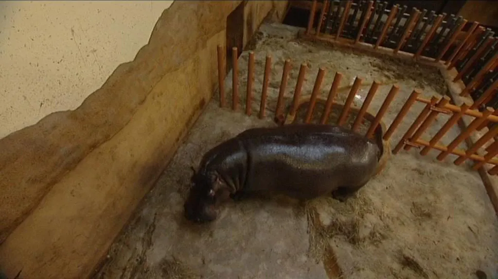 Nový pavilon hrochů