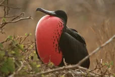 Okřídlení piráti pomáhají šíření ptačí chřipky