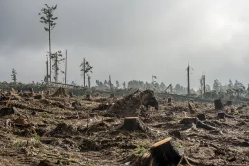 Sucho kosí české lesy, rekordní škody zasáhly Oderské vrchy, Polabí, Vysočinu. A nejen je