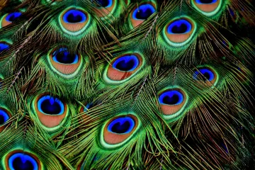 Čtvrtina bakterií v peří tvoří látky podobné antibiotikům, popsali čeští vědci v prestižním časopise Nature