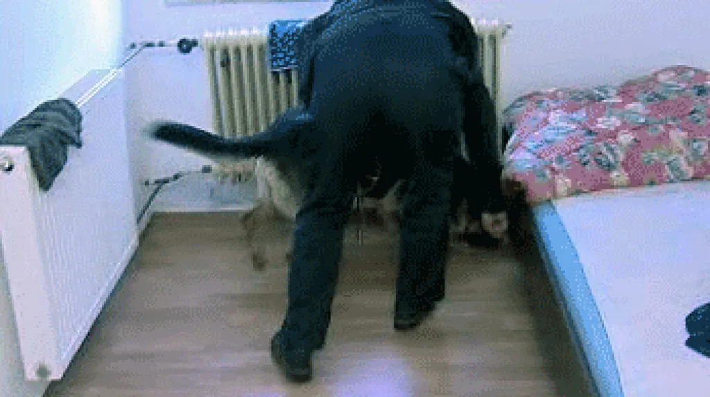 Policejní pes v akci