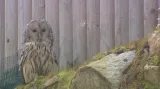 Sovinec v Borových Ladech na Šumavě