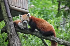 Do brněnské zoo přibylo mládě pandy červené. Chovatelé na něj čekali roky