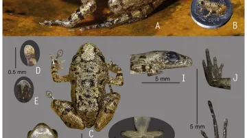 Nově objevené druhy žab z Indie