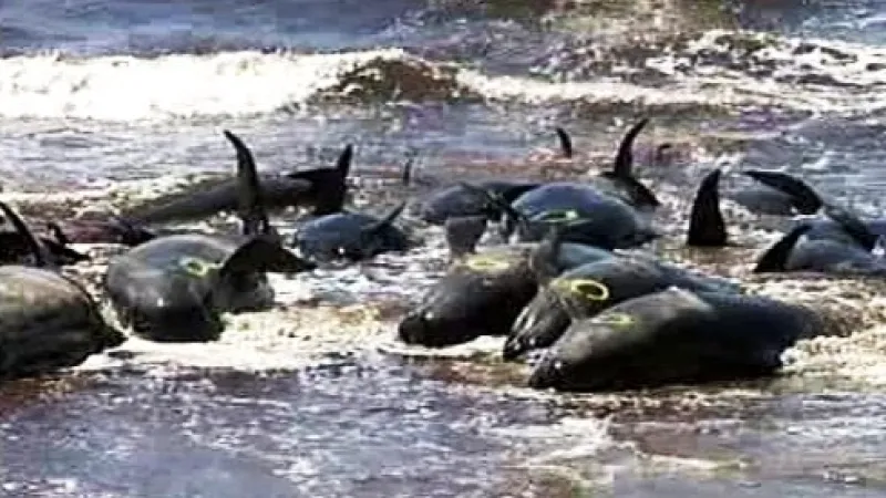 Záchrana delfínů a kulohlavců