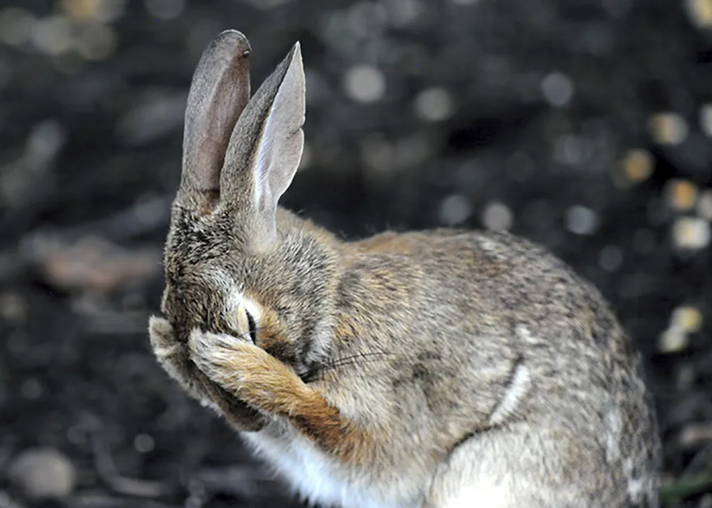 Stydlivý králík (Západní Virginie, USA)