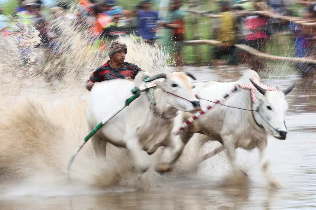 Podle tradice se závod může konat pouze na místě, odkud je viditelná 2891 metrů vysoká hora Marapi. Právě odtud prý pochází kmen Minangkabau, který obývá západní Sumatru