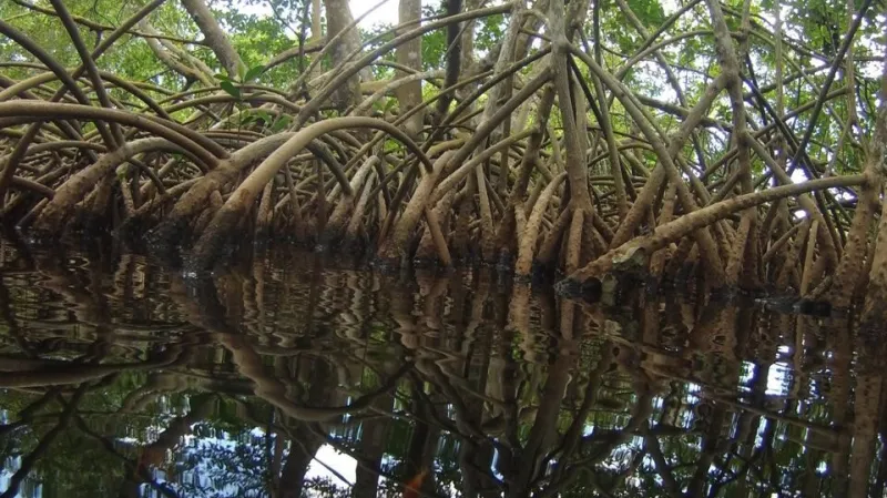 Mangrov, kde byla objevena obří bakterie
