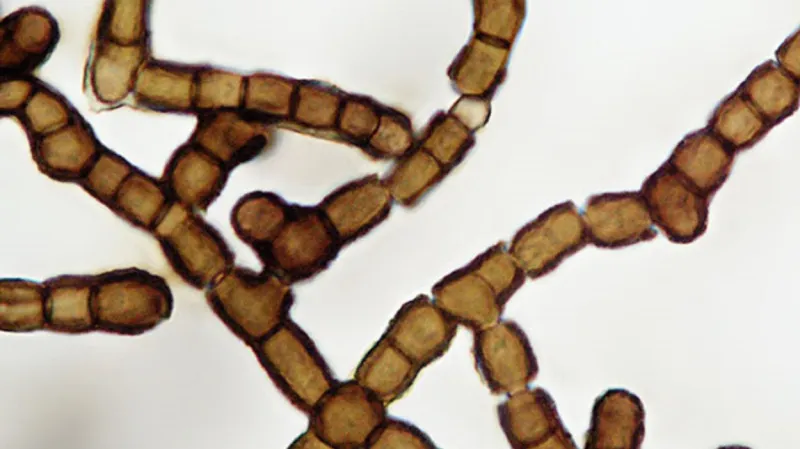 Plíseň Baudoinia compniacensis