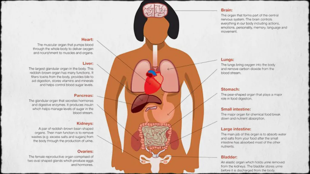 Zfušovaný anatomický plakát australské vlády