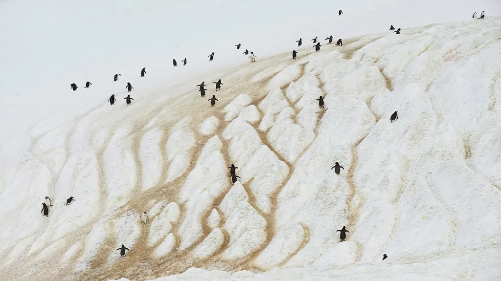 Tučňáci se škrábou na vrcholek ledovce na ostrově Danco, Antarktida