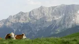 Kravky si bavorských pastvin užily – teď hajdy domů