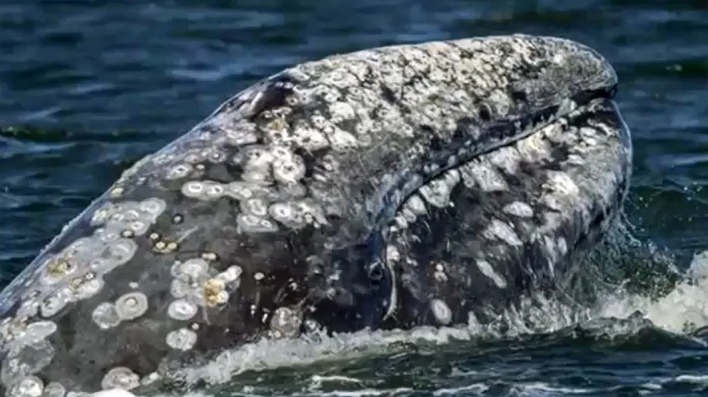 Plejtvákovec šedý