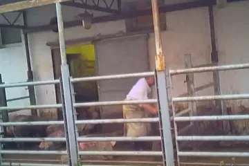 Veterináři se zabývají chováním zaměstnanců jatek v Hraběticích. Aktivisté zachytili hrubé zacházení se zvířaty