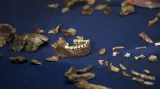 Kosterní pozůstatky Homo naledi
