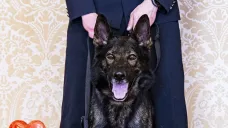 V kategorii Cena hlavního partnera - společnost AKINU byl oceněn pes jménem Rapp