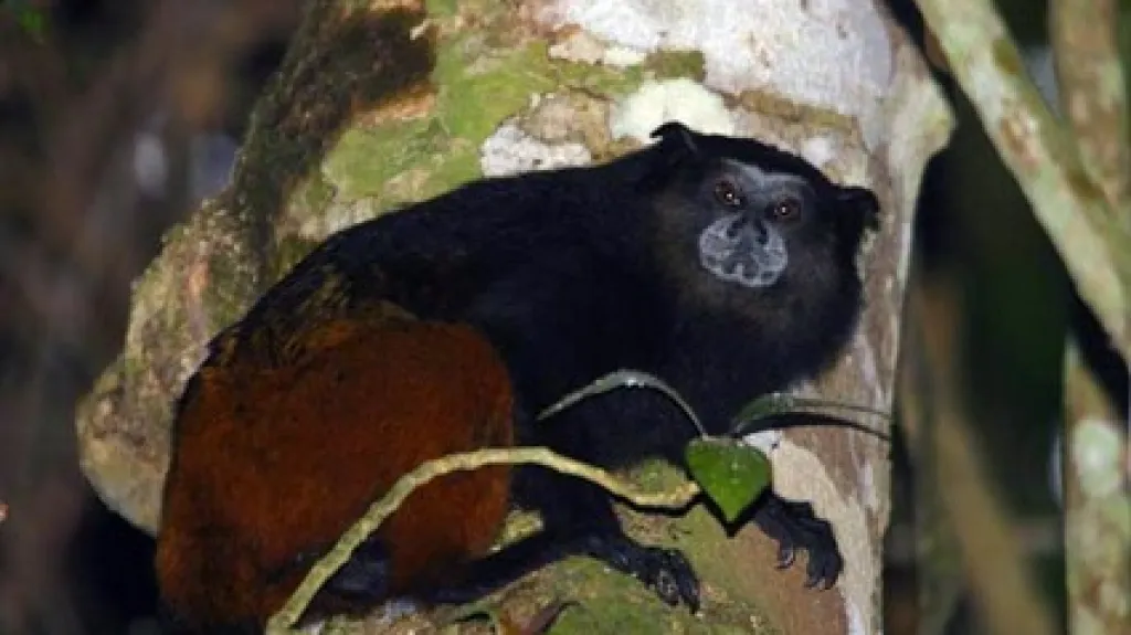 Saguinus fuscicollis