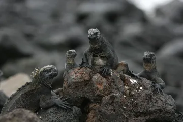 Galapágy bojují o přežití. Aktivisté je zachraňují soukromou rezervací