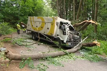 ŘSD chybí peníze na údržbu stromů podél silnic