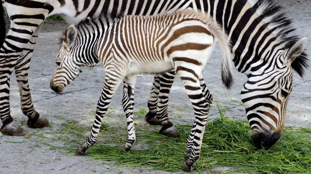 Mládě zebry Hartmannové