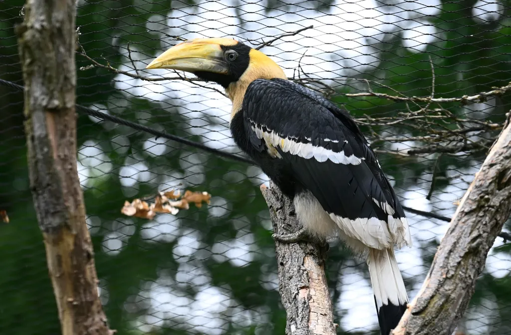 Zlínská zoo odchovala mládě dvojzoborožce indického