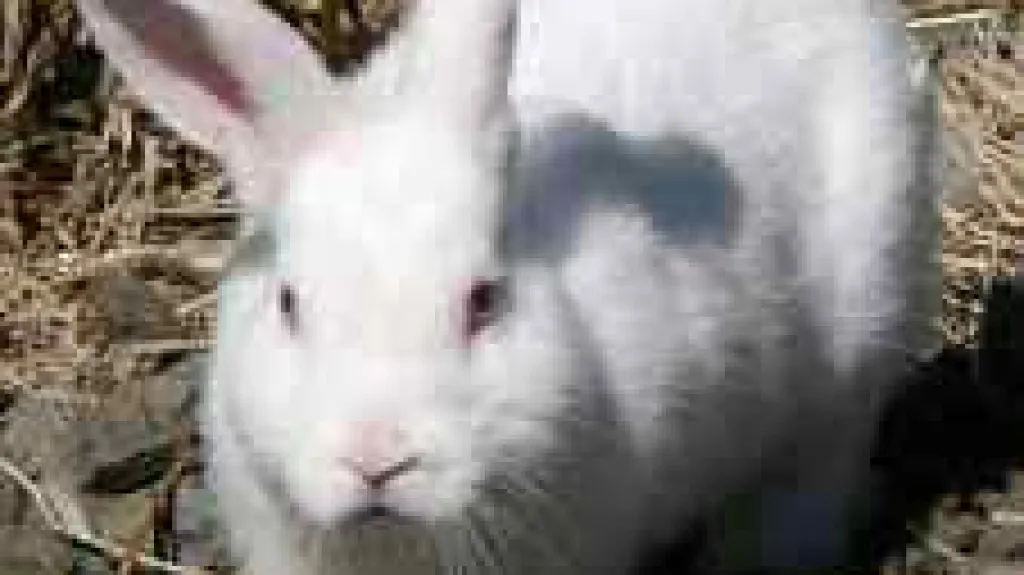 Králík