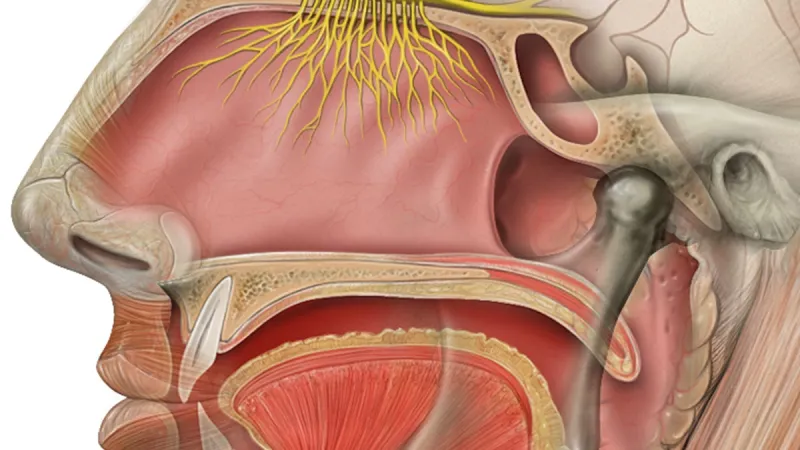 Řez lidskou hlavou. Žlutě jsou vyznačena vlákna olfaktorického nervu, která směřují do čichového bulbu