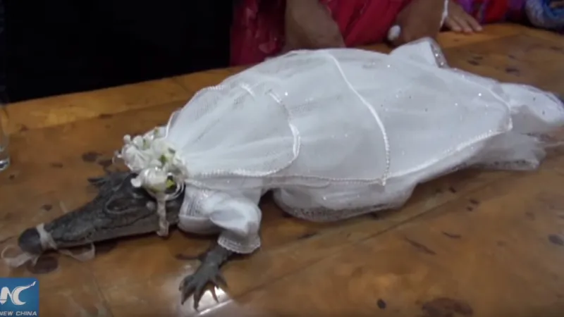 Krokodýlí nevěsta v plné parádě