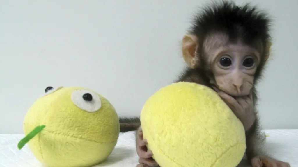 Naklonovaní makakové