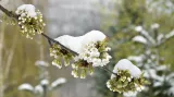 Zasněžené třešňové květy
