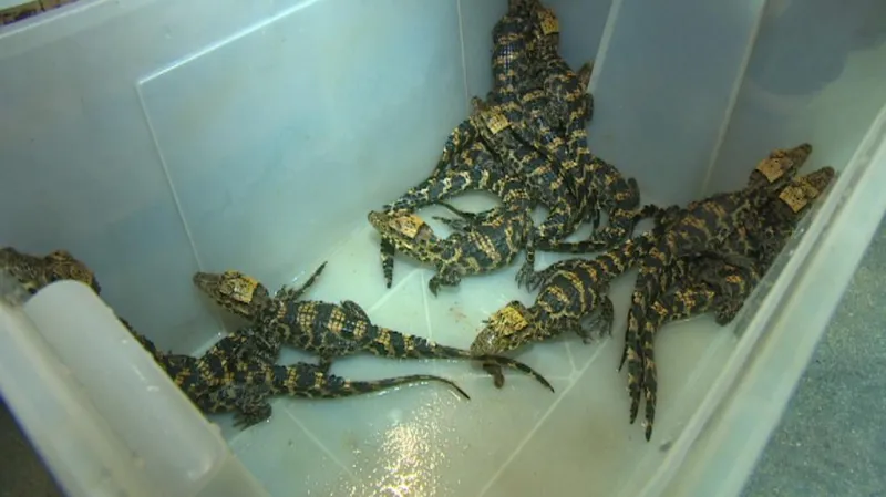 Mláďata krokodýlů čelnatých v Zoo Plzeň