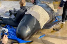 Kulohlavci bojují o život. Mořští biologové zachraňují uvázlé velryby v Tasmánii 