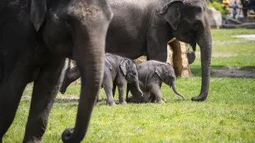 Matkou nejmladšího slůněte je Janita, starší slůně se v březnu narodilo slonici Tamaře