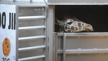 Příjezd žiraf do jihlavské zoo