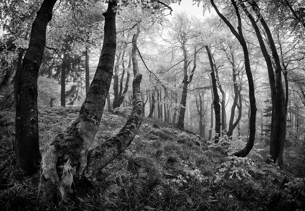 V kategorii Český les porotu nejvíce zaujal snímek „Mlhavé ráno v Beskydech“ Josefa Bosáka, který se fotografii přírody věnuje od útlého věku.