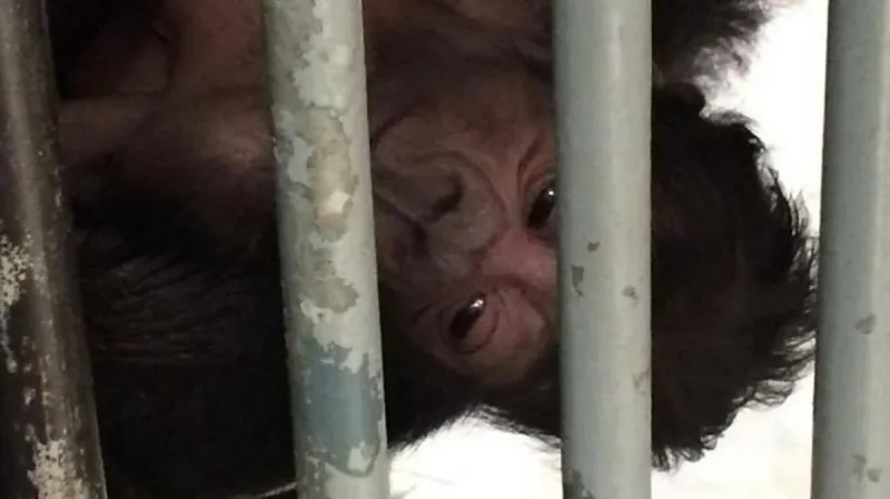 Shinda nečekaně porodila