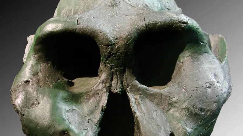 Lebka Paranthropus aethiopicus