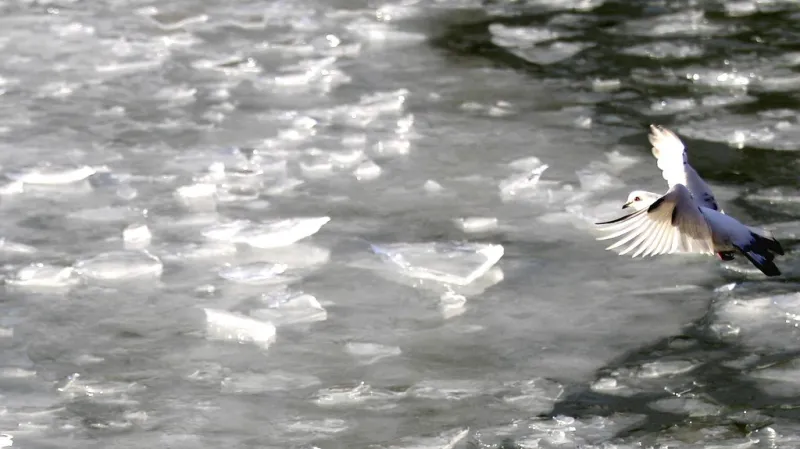 Mrazivé počasí v Srbsku