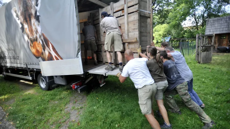 Pár koní Převalského se stěhuje ze Slatiňan do chovné stanice v Dolním Dobřejově