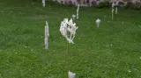 Drobné květy Pavly Vachunové spojují něžnost s tvrdostí, lehkost se zemitostí.