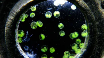 Druhé místo: Řasy druhu váleč koulivý plovoucí v kapce vody, která byla pipetována do centrálního otvoru japonské 50jenové mince. Autor: Benedikt Pleyer, Německo